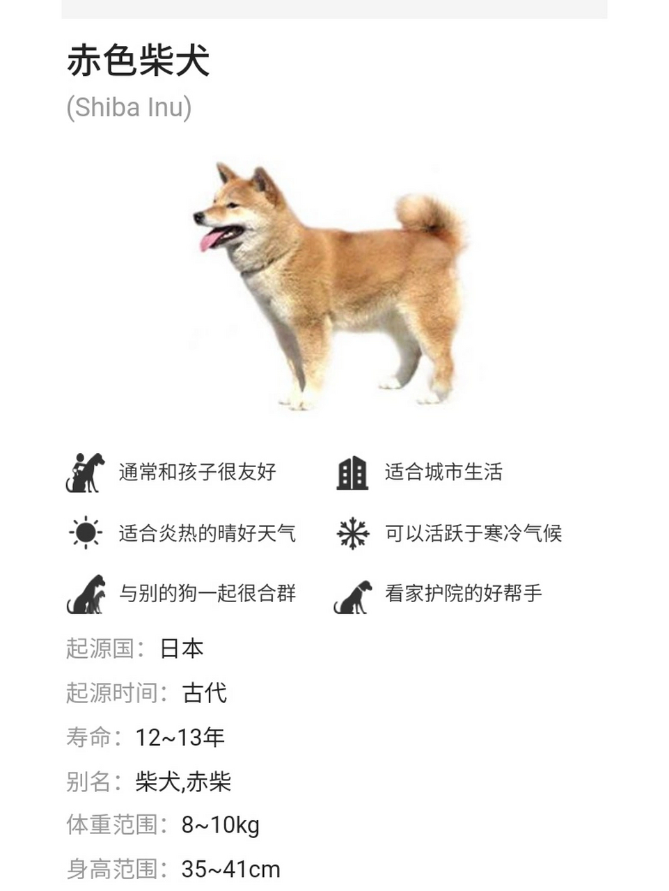 新手入手柴犬必看 寿命 柴犬的寿命在10-12年,这个数据比较官方,如果