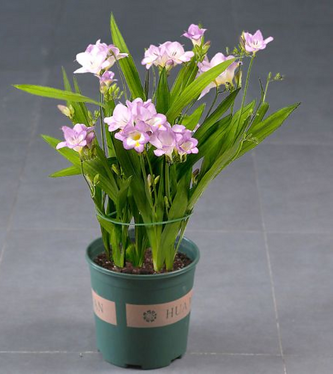 盆栽 小苍兰 养殖方法和注意事项  今天我们就来一起探讨一下小苍兰的