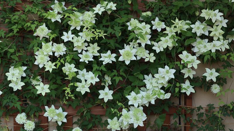 北阳台养铁线莲,就选"小绿",也叫绿玉,少有的耐阴品种,在半阴环境下也