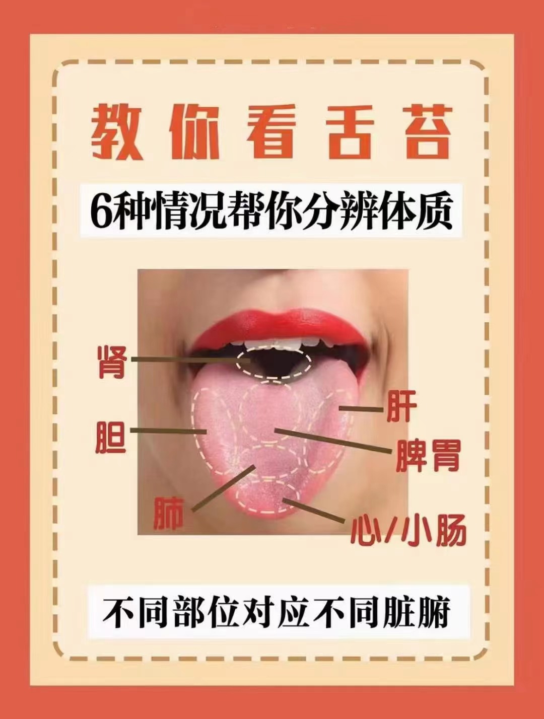 舌两边属肝胆舌尖到其中部之间属心小肠肺舌中部属脾胃舌根属肾