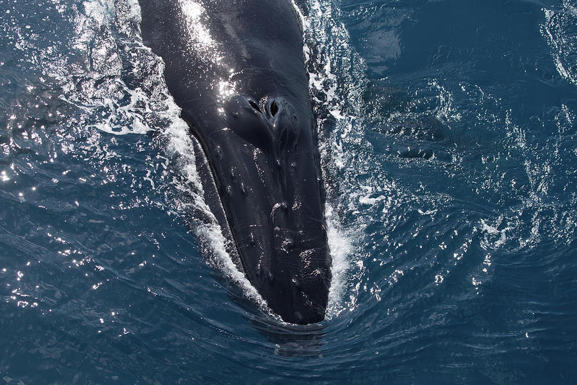 蓝鲸和座头鲸等须鲸有一对气孔,相当于我们的一对鼻孔,而抹香鲸,海豚