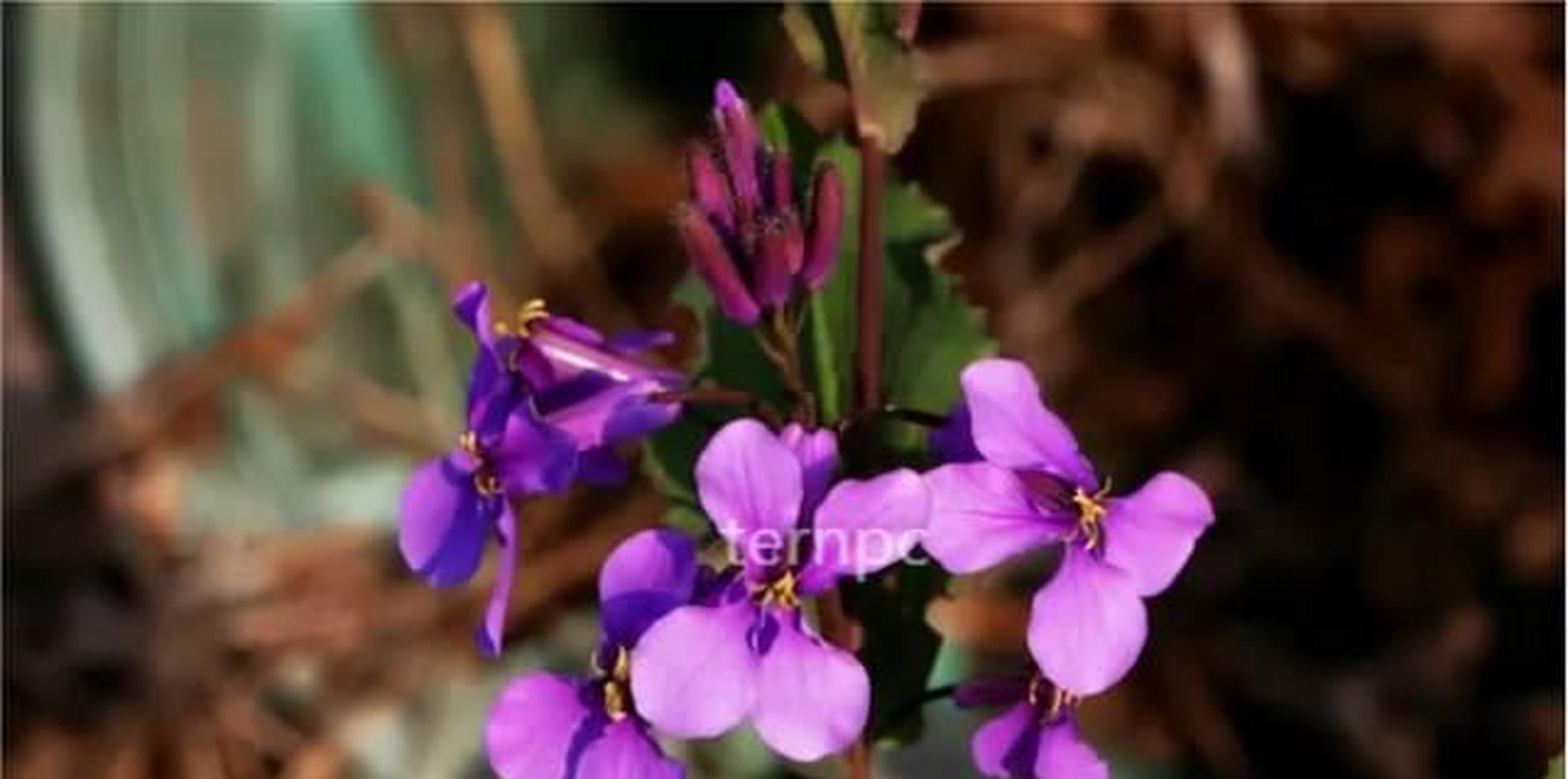 诸葛菜(学名:orychophragmus violaceus (l.) o. e.