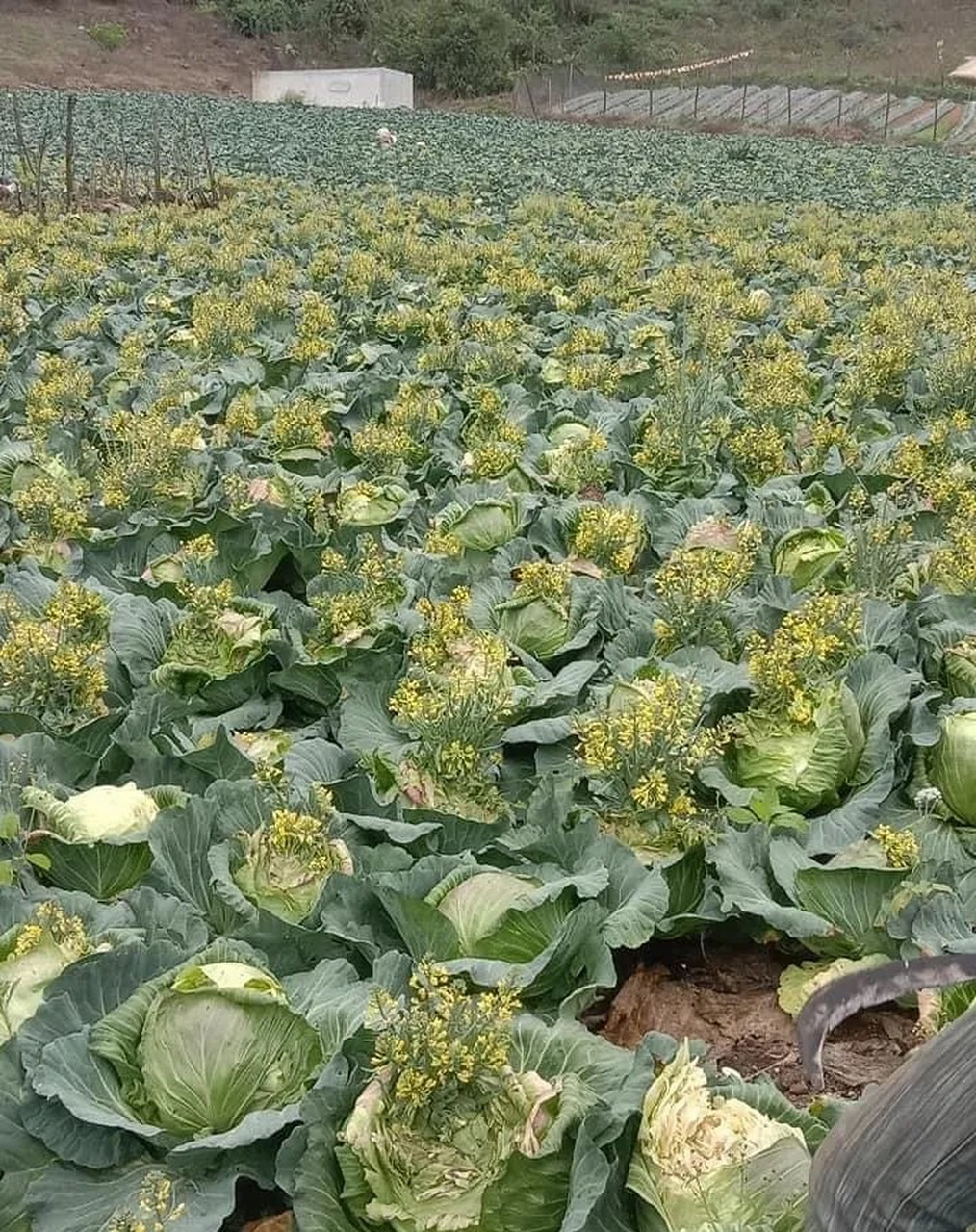 动态创作月#这包菜还没吃就开花了,开了这么多花还能吃吗