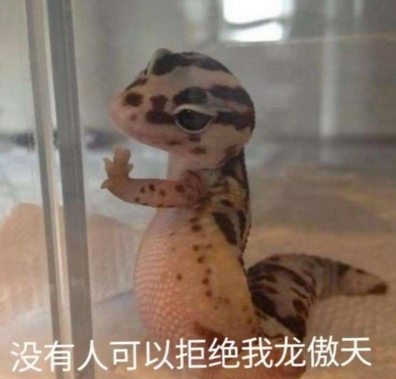 可爱的小爪爪,没人能拒绝这么可爱的龙傲天