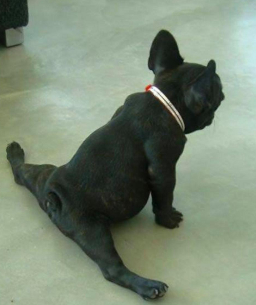 这狗狗的造型,怎么跟我朋友的瑜伽姿势没有差别呢