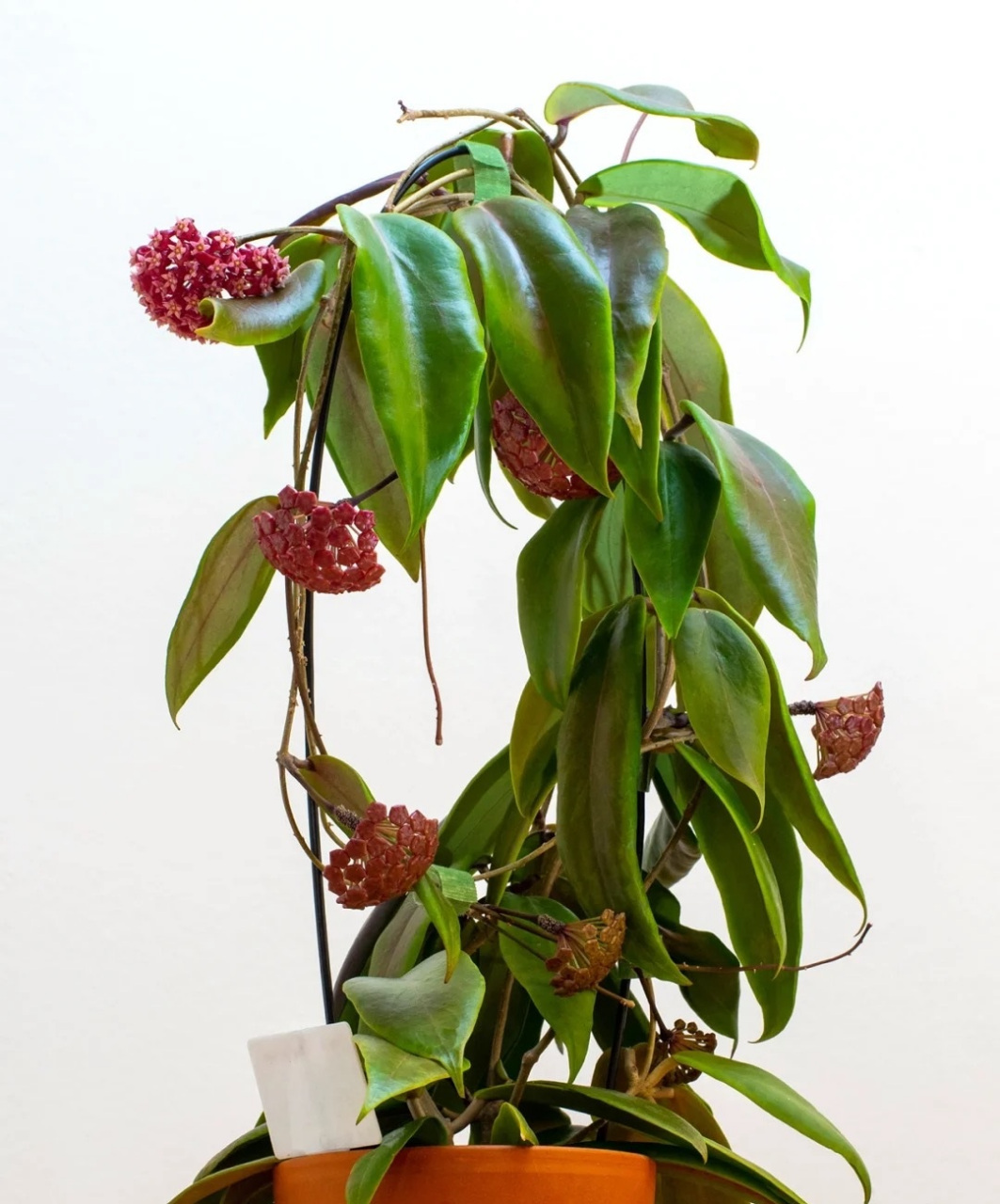 阳台朝北,或是采光条件不佳的花友,养花可以选择这个品种——火红球兰