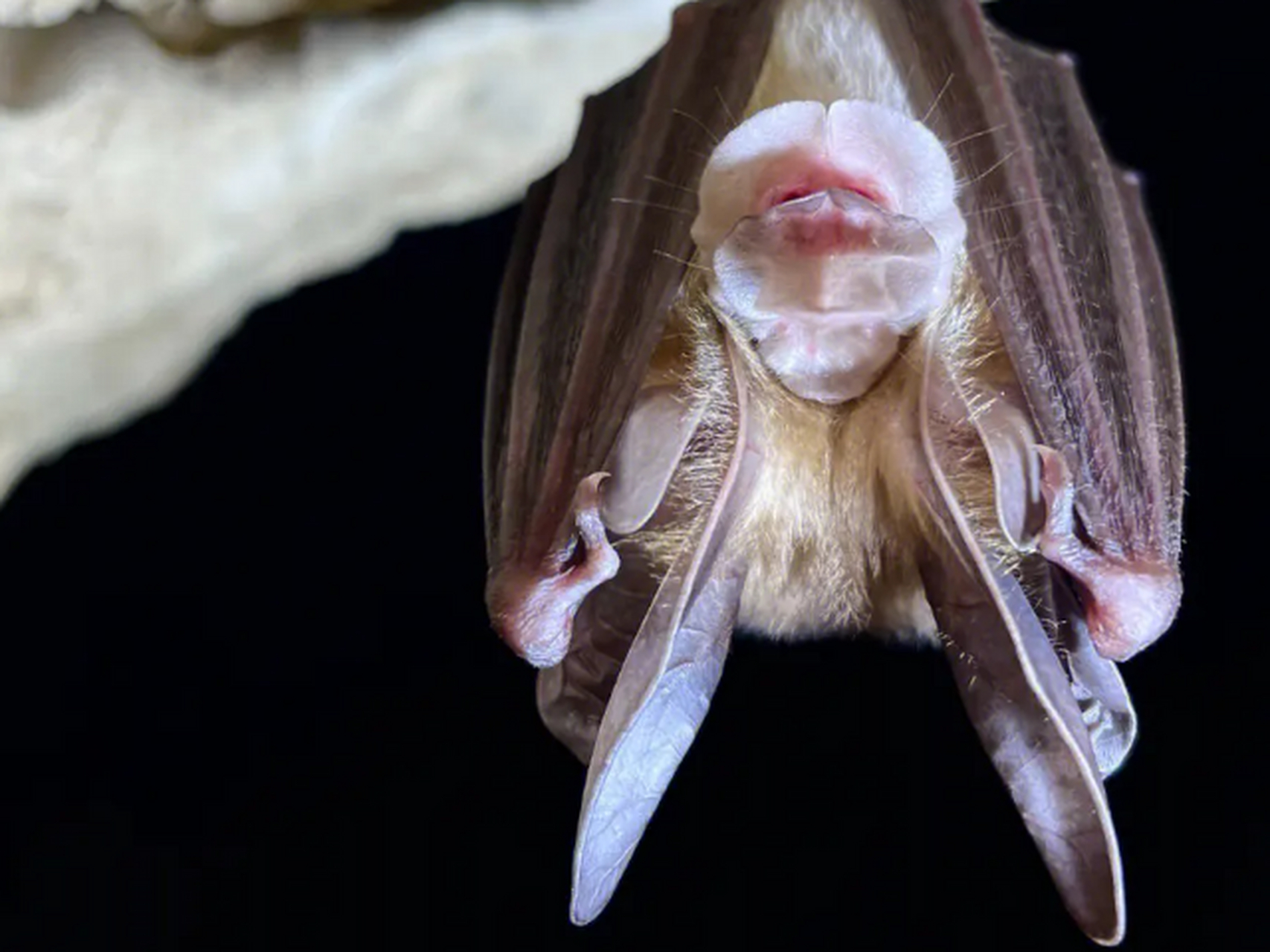 世界上最丑的动物,丑哭了 菊头蝠 大耳菊头蝠主要是因为它通体都是