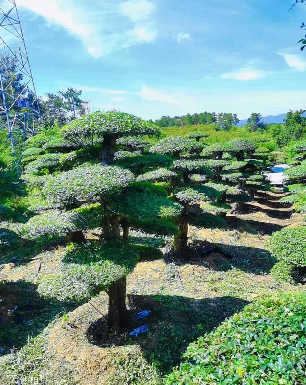 对接白蜡造型树,南北方都适用![大笑]