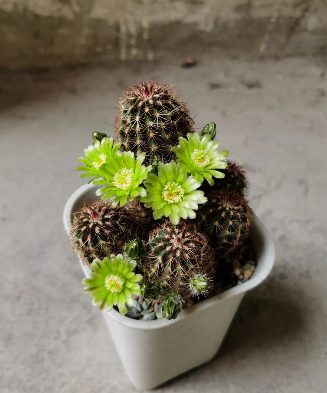 给大家推荐一款又美又仙的品种——青花虾,鹿角柱属,被誉为仙人球界的