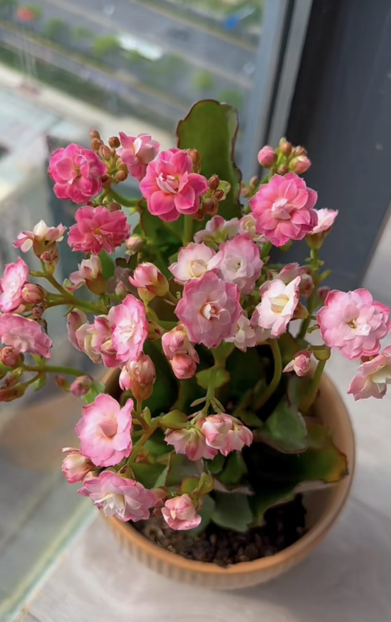 这个品种名叫"苹果花",小型品种,植株低矮小巧,高度仅20厘米这样,分枝