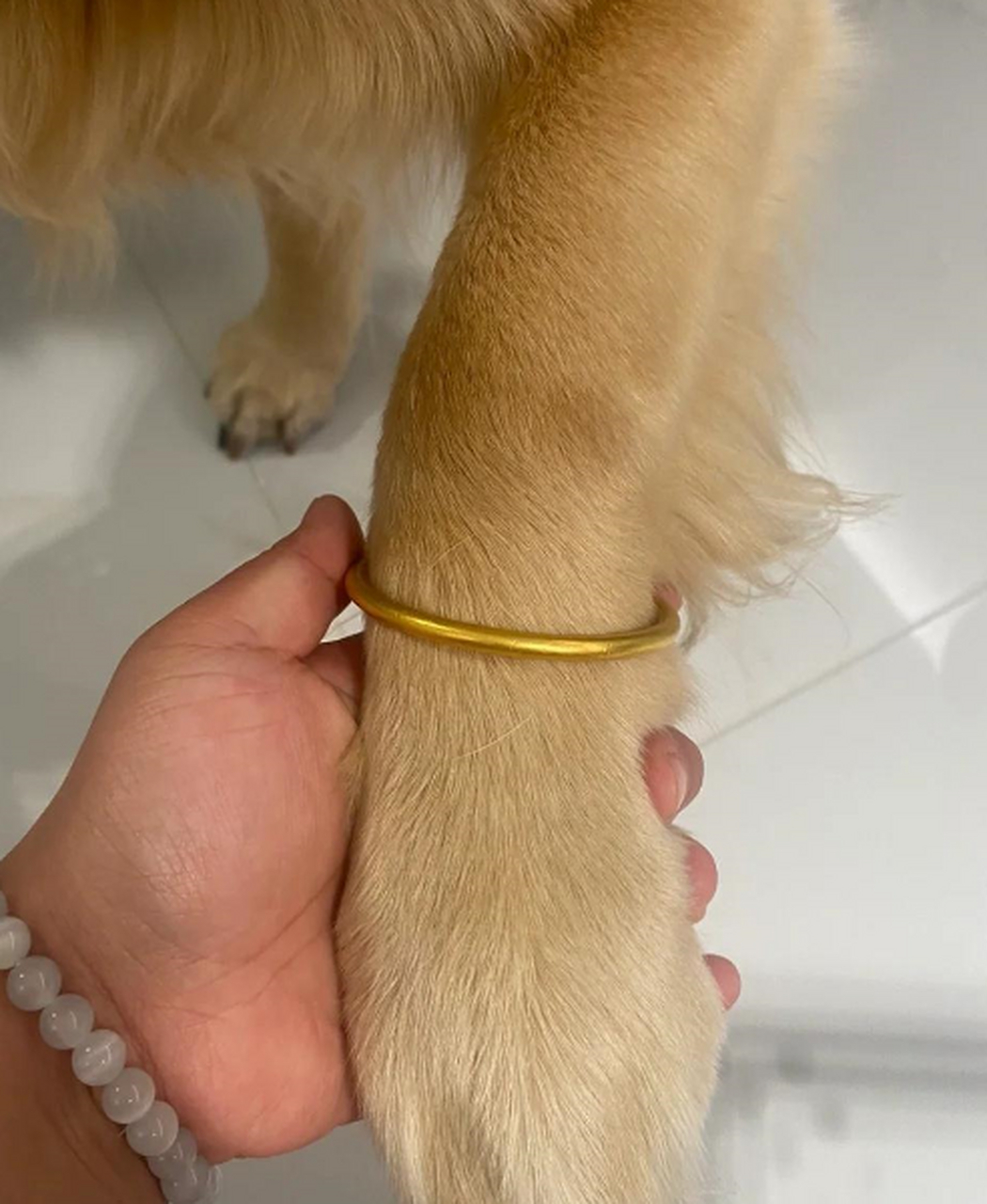 家里的金镯子,只有狗狗能戴进去.