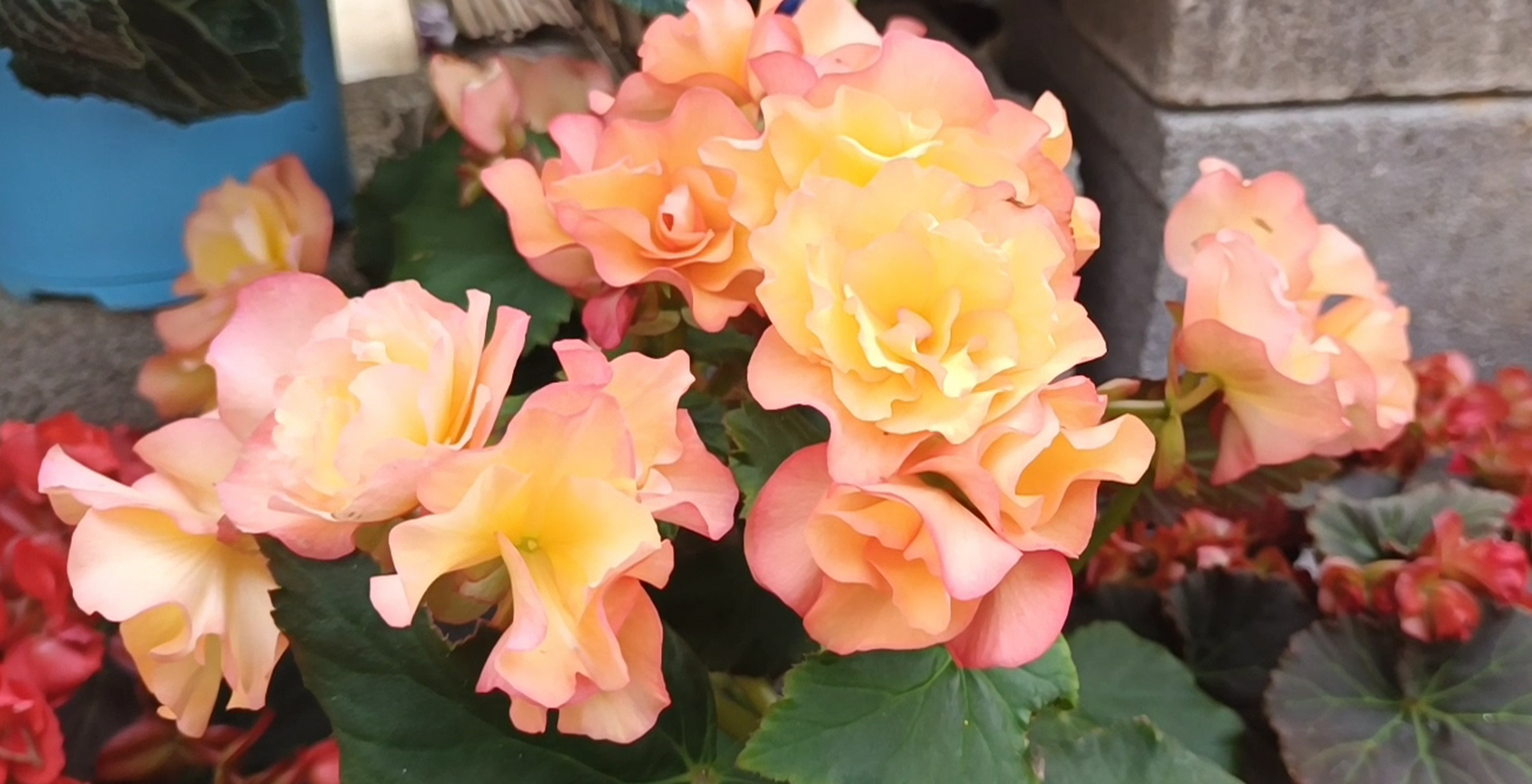 丽格海棠有着"玫瑰海棠"之称,是葫芦目秋海棠科的草本植物.