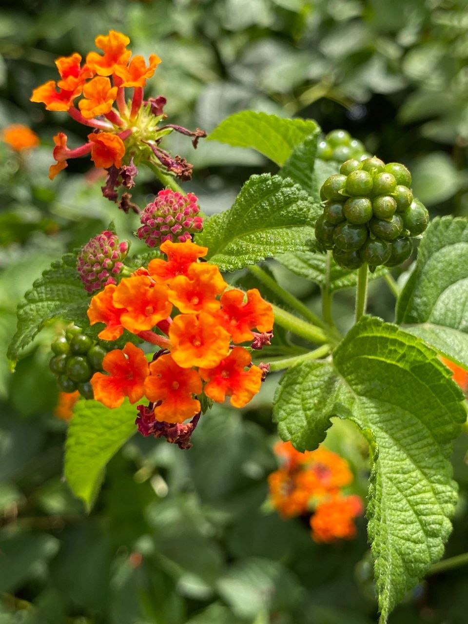 马缨花果实图片