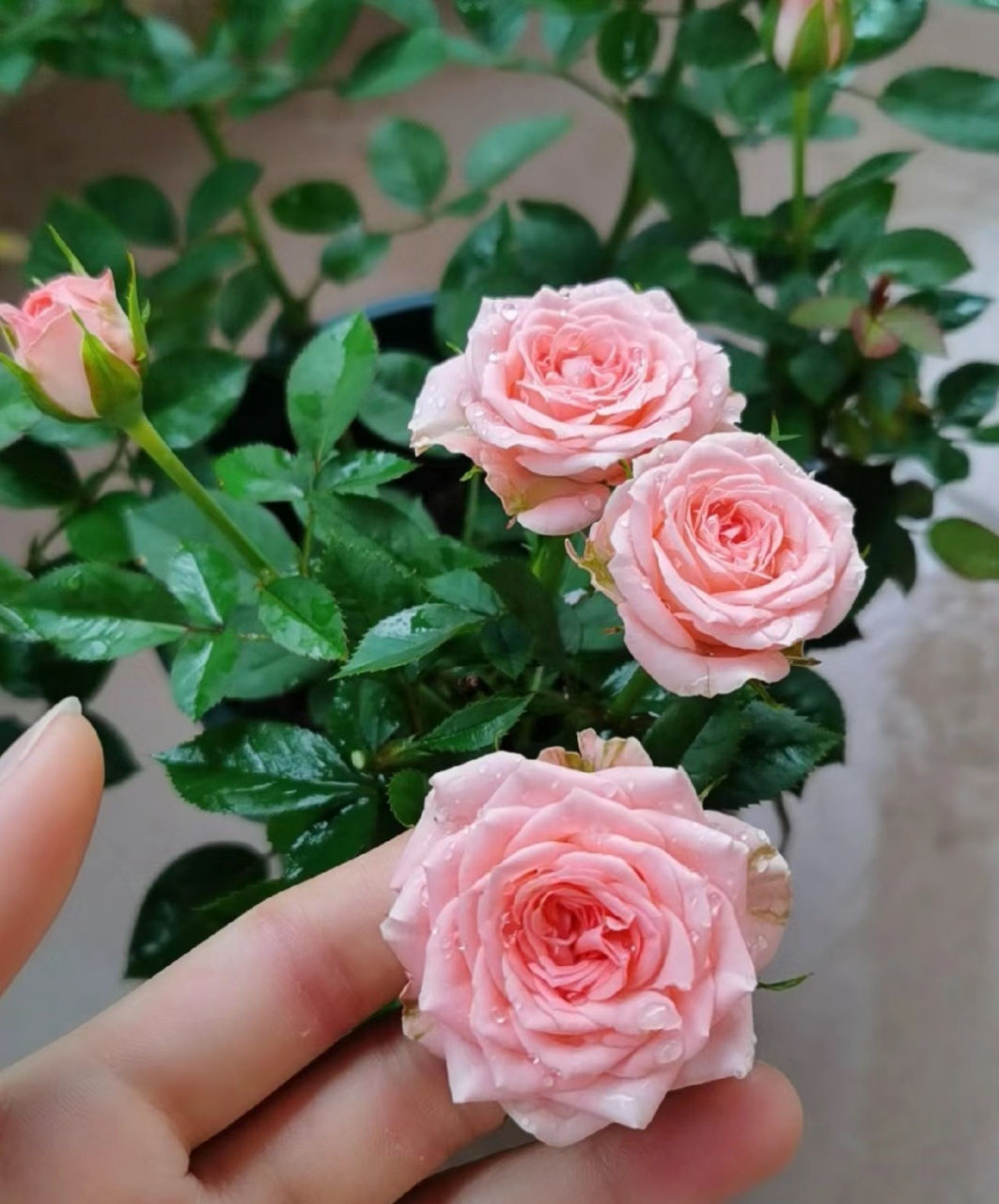 给大家推荐一个很值得养的品种——仙度瑞拉,微型月季,株高仅有30-40