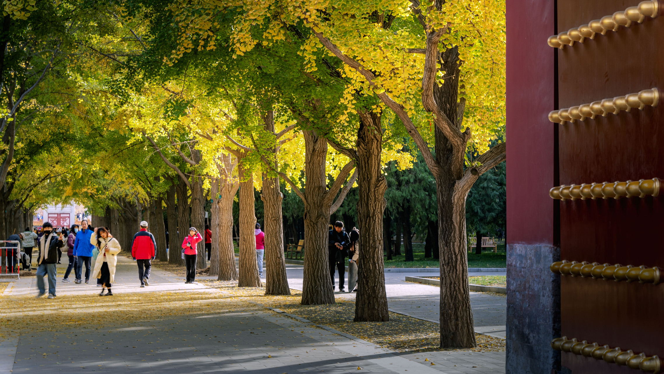 感受秋冬的交互气息#北京银杏叶落满地氛围感十足# #地坛公园# #摄影