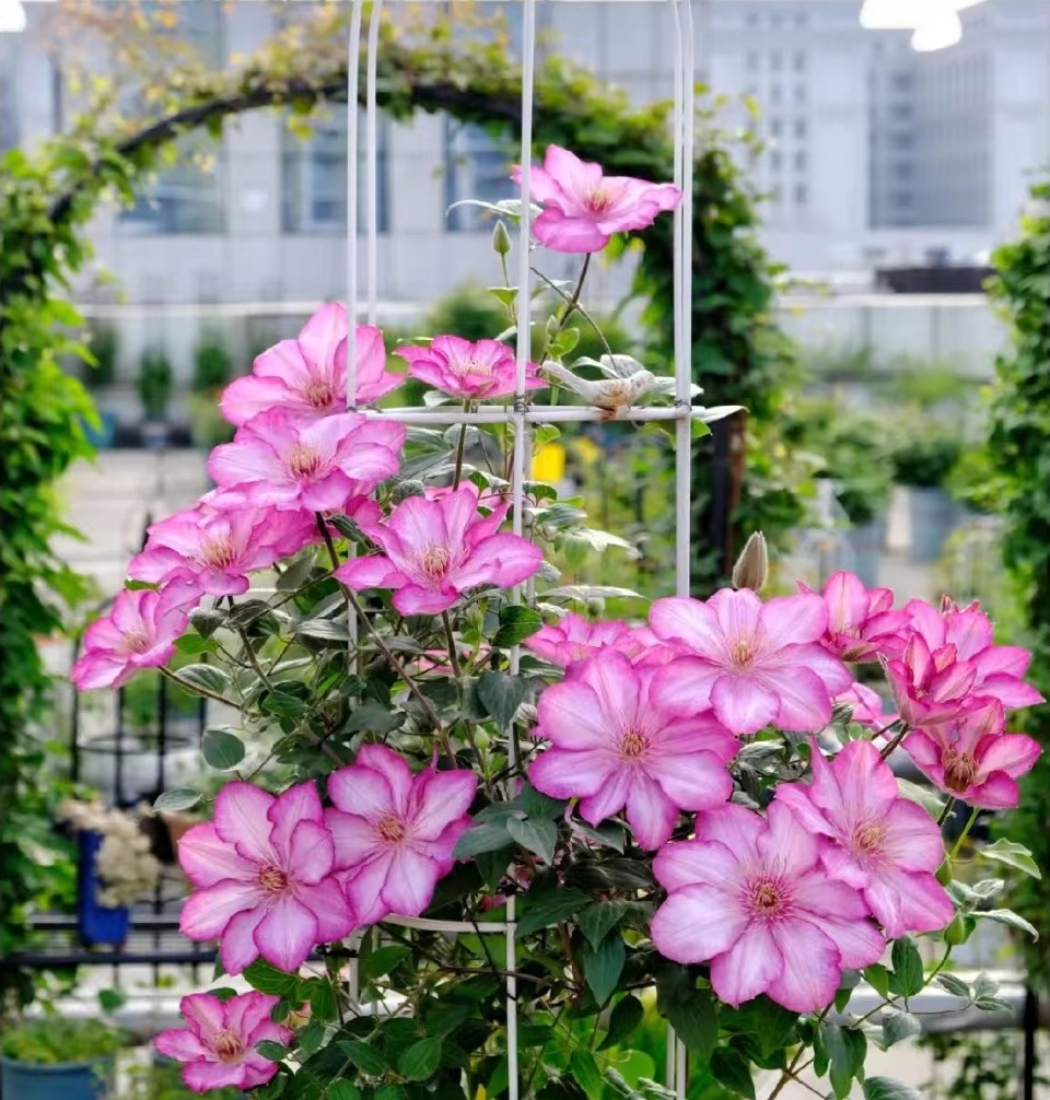 到了铁线莲的栽培季节,给大家推荐一个很值得养的品种——解放,二类铁