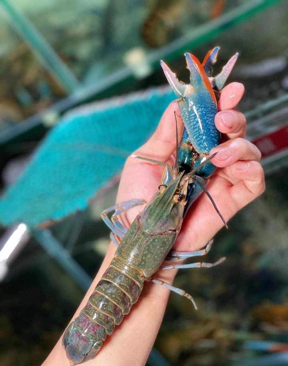 居然有蓝色的小龙虾,颜色很好看,虽然它祖籍来自澳洲,不过是在国内