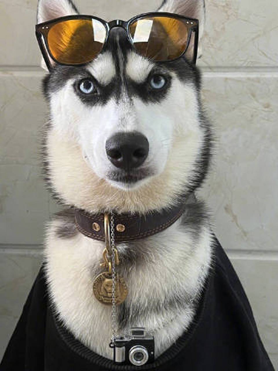 居然被一只哈士奇帅到!