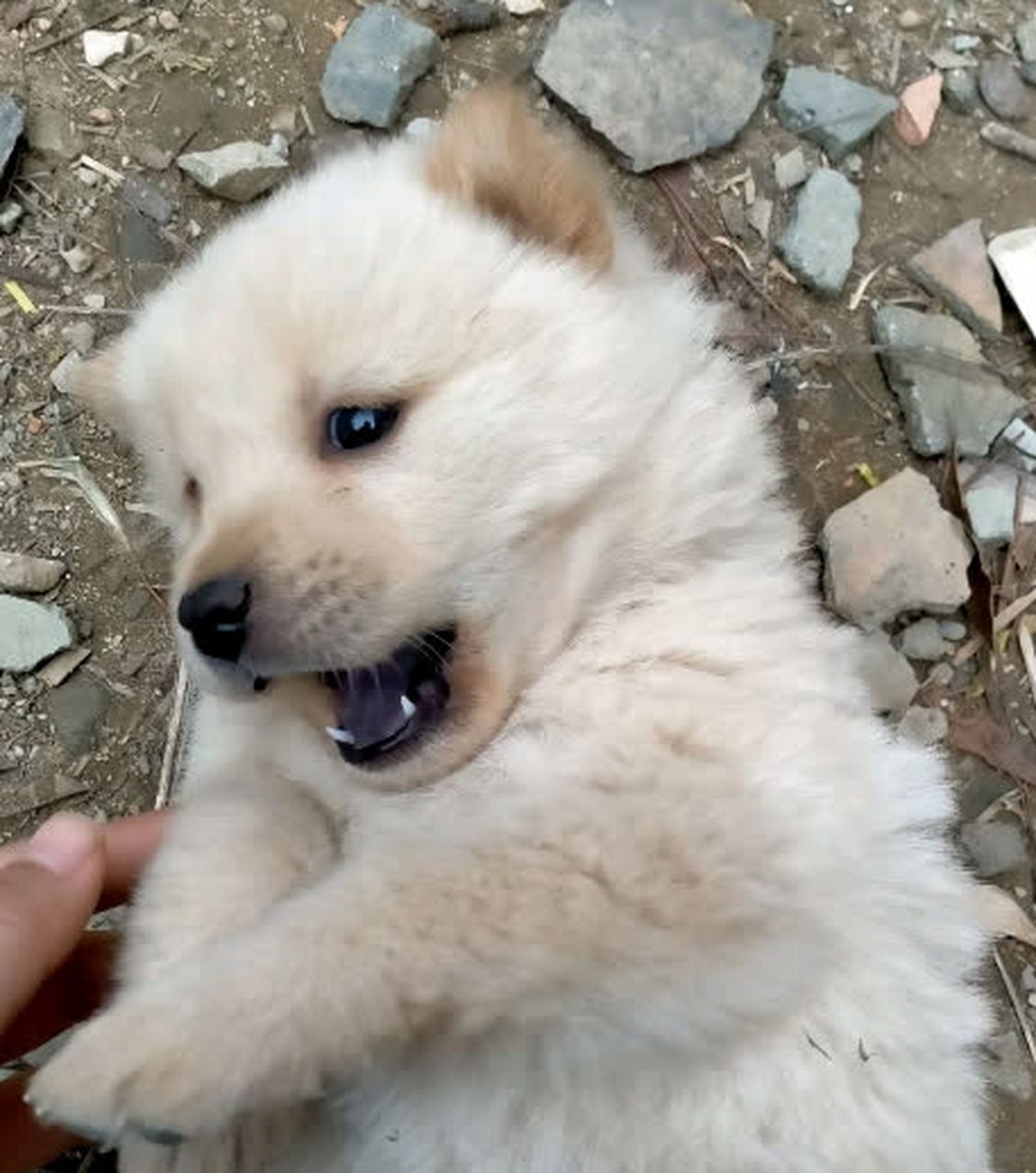 中华田园犬为什么爱撒娇?#搞笑趣图