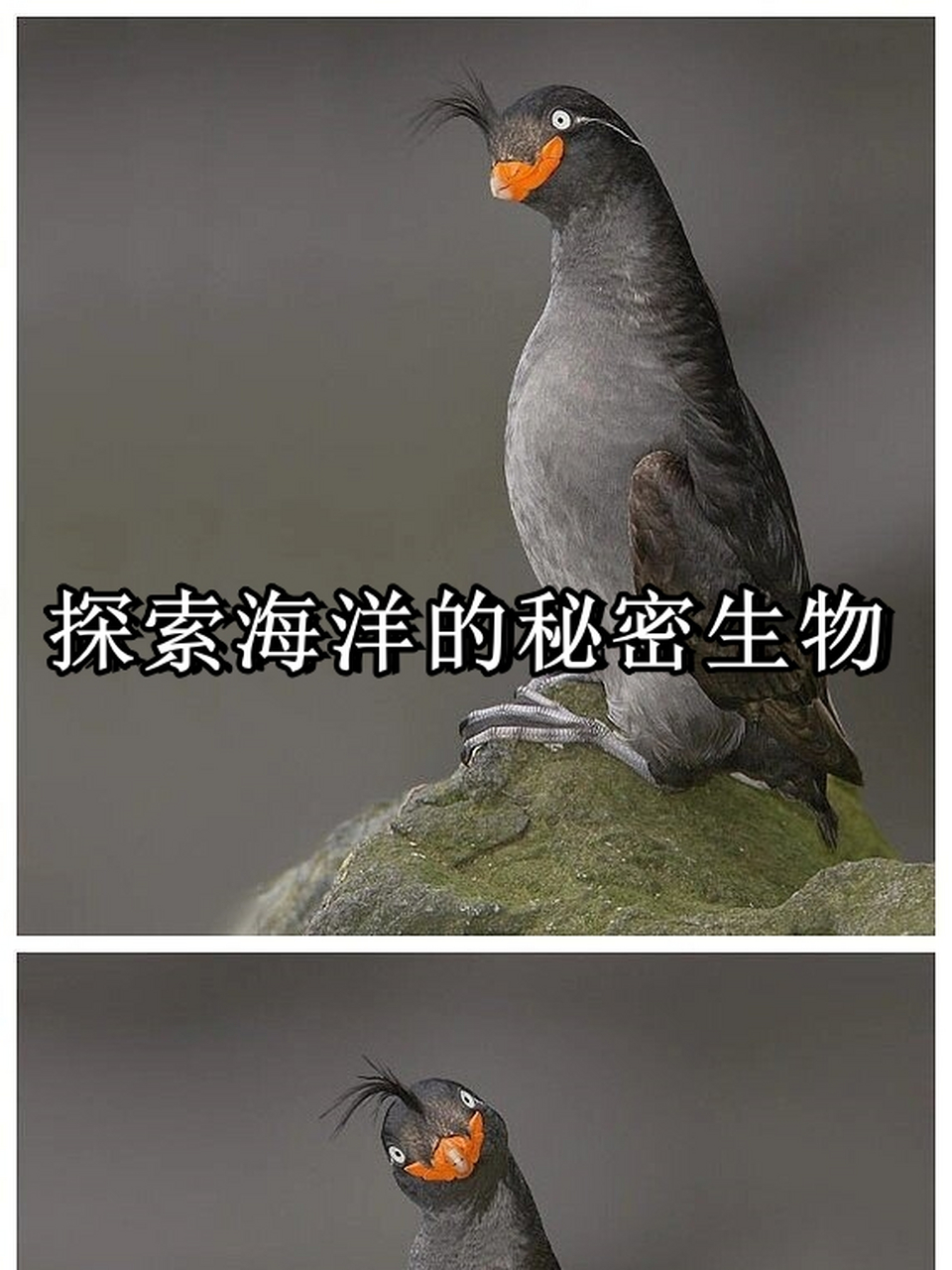 凤头海雀:探索海洋的秘密生物  鳳頭海雀,别名冠小海雀,是一种属于