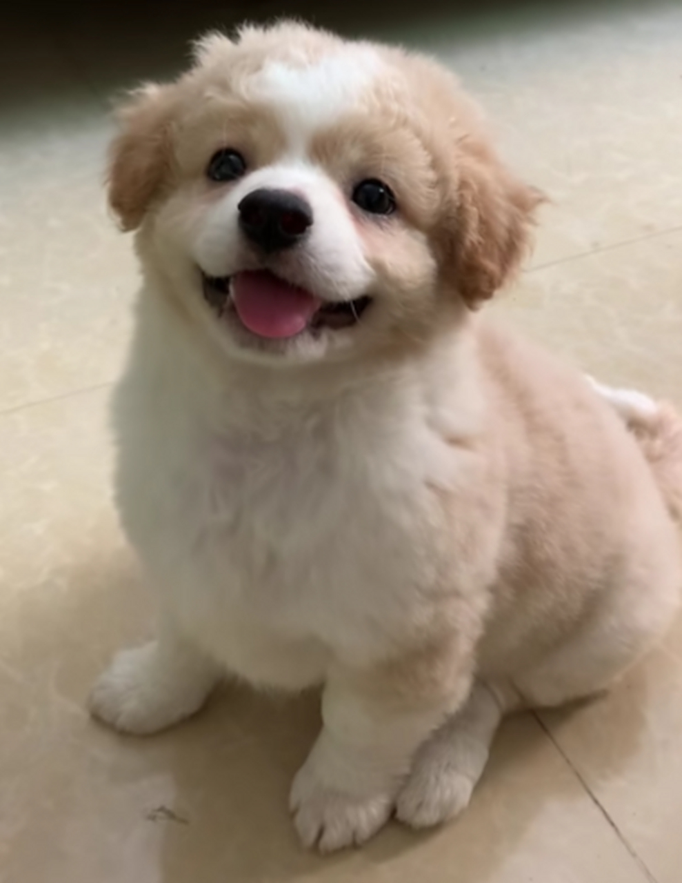 自来卷的小花狗,好可爱.