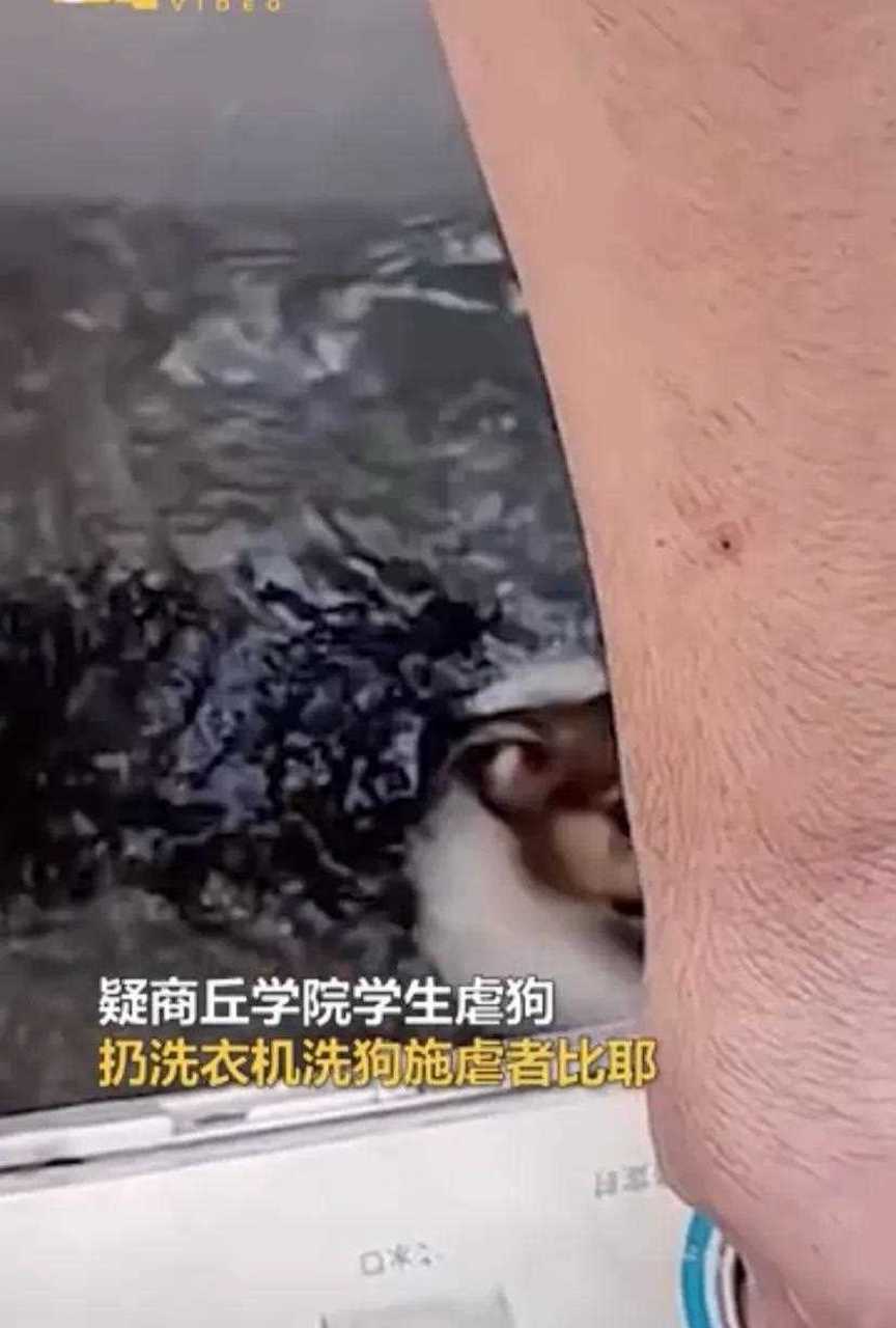 最近网上除了讨论明星那点子风月事之外,洗衣机虐柯基的事情也引起了