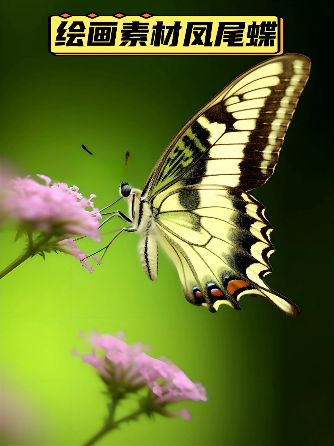绘画素材凤尾蝶  这个绘画素材,真的超级美腻啊!