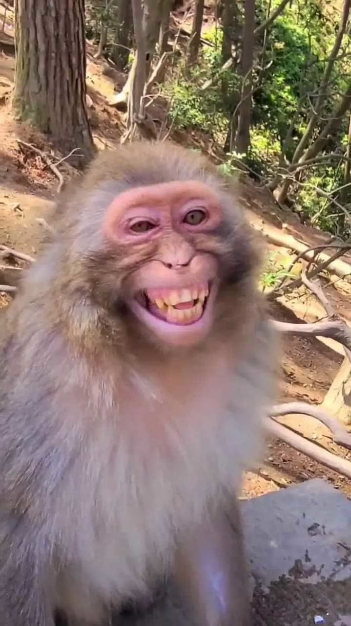喝了烈酒的猴子笑起来好难看![没眼看]