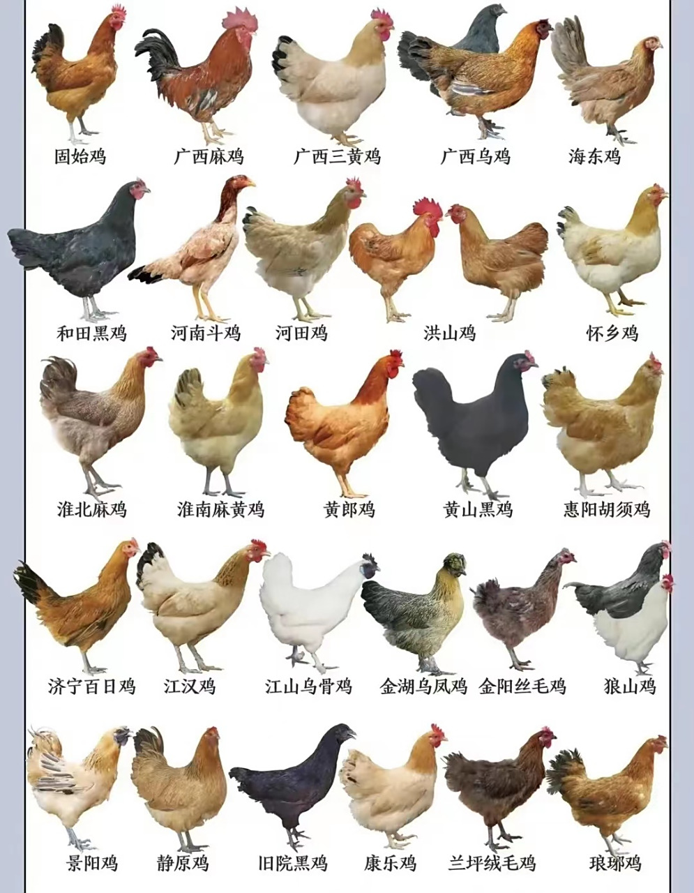 我国鸡品种大全