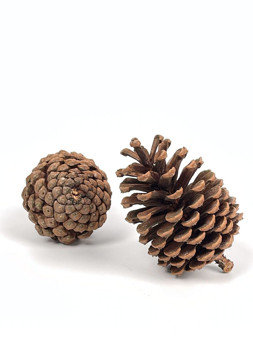 松果又叫松塔,是松科植物的种子,具有祛风止痛,消炎止血,滋养强壮的