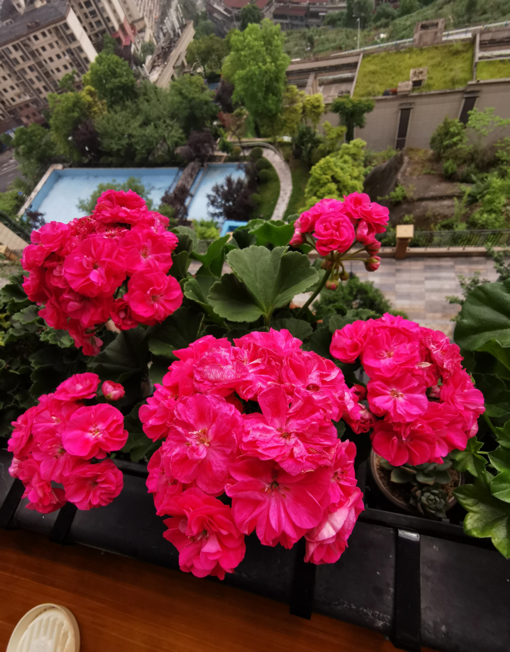 秋天,是天竺葵的"主场",给大家介绍一个很值得养的品种——罗莎琳达