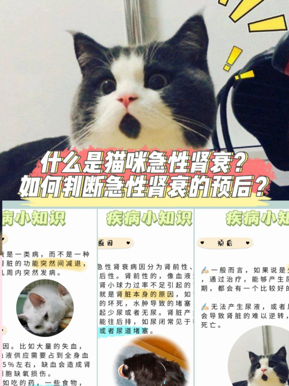 什么是猫咪急性肾衰 猫咪急性肾衰是一类病,而不是一种病.