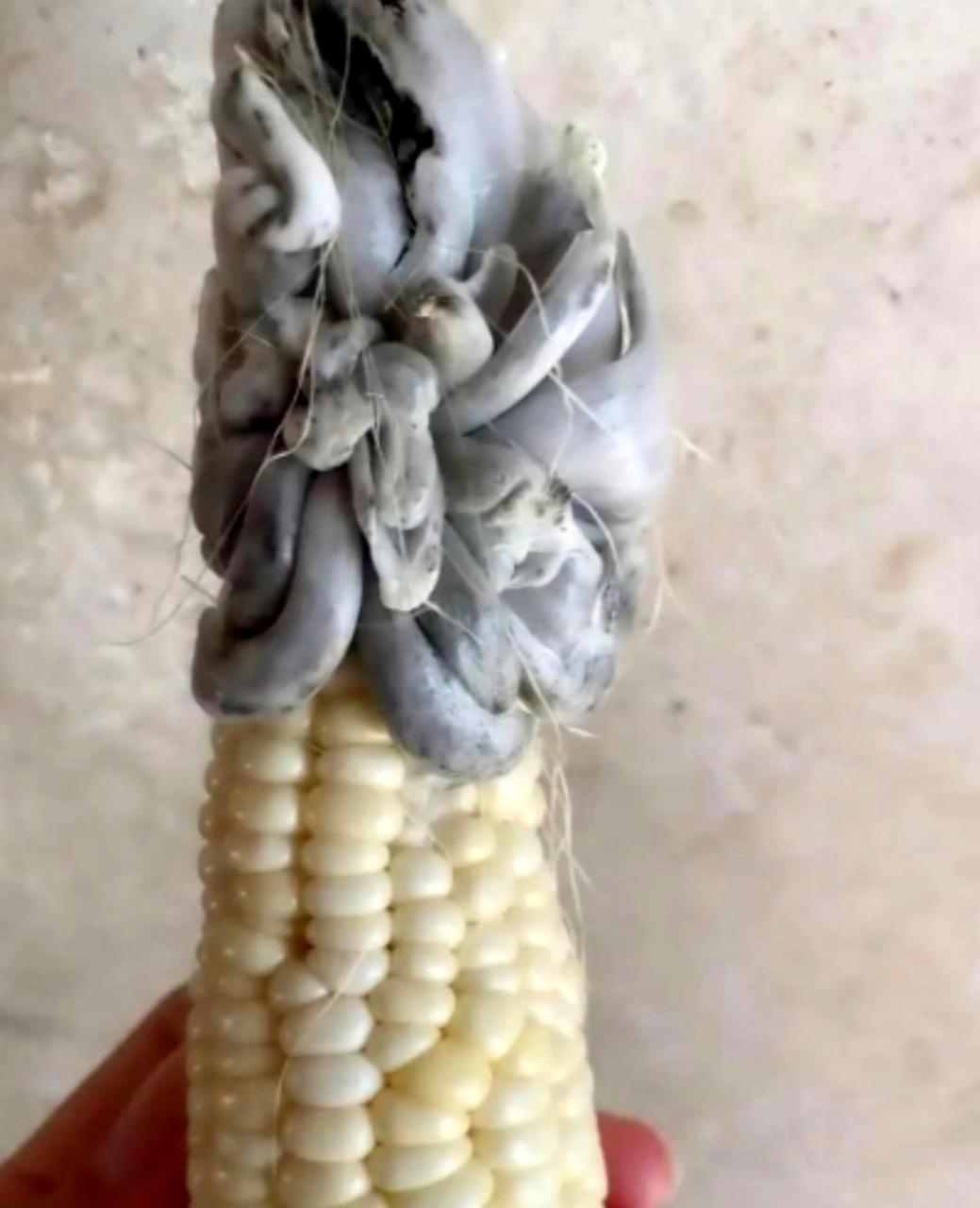 这些玉米已经变黑了,它们还能食用吗?