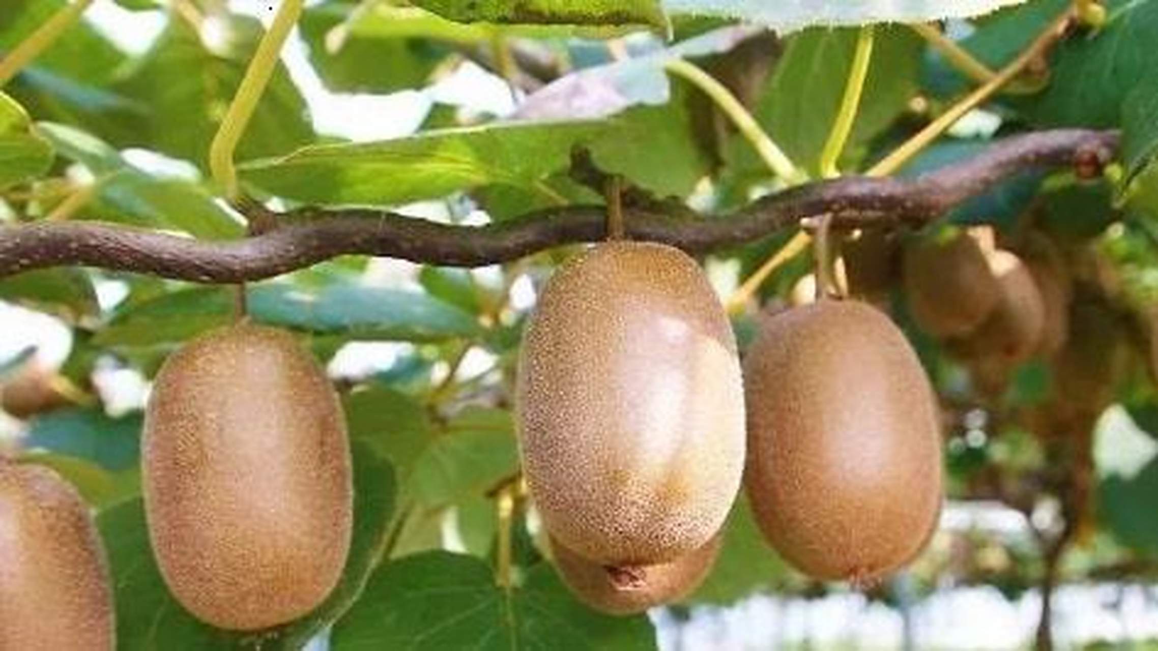 南阳特产—中华猕猴桃 中华猕猴桃俗称"阳桃",是一种落叶藤木果树,产