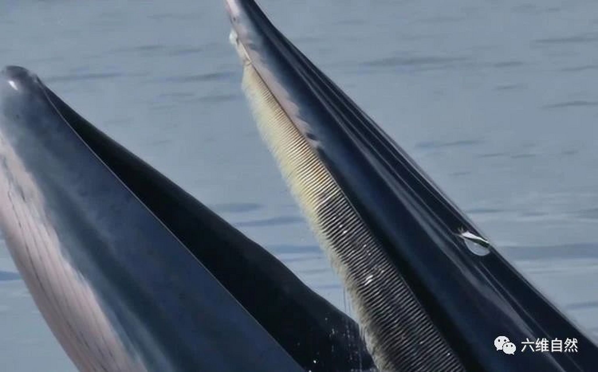 原来鲸鱼的鲸须长这样:在须鲸中,它们的吞食方式一般是过滤式的,以