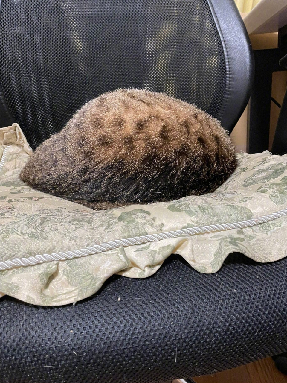 什么东西藏头露尾的?