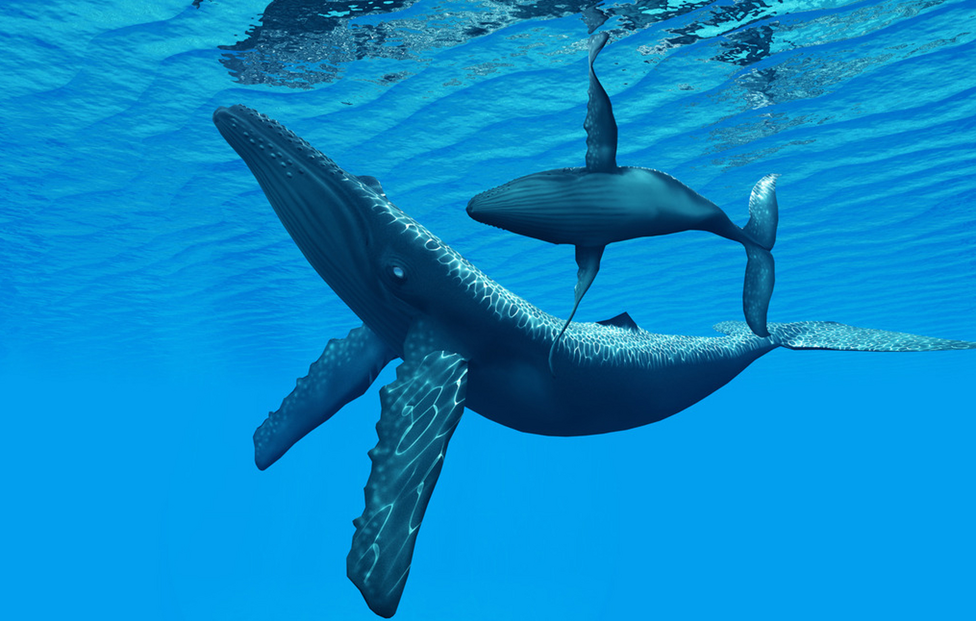蓝鲸拉屎的时候,一次性可以排出两吨左右的粪便,如果遇上它们拉肚子的
