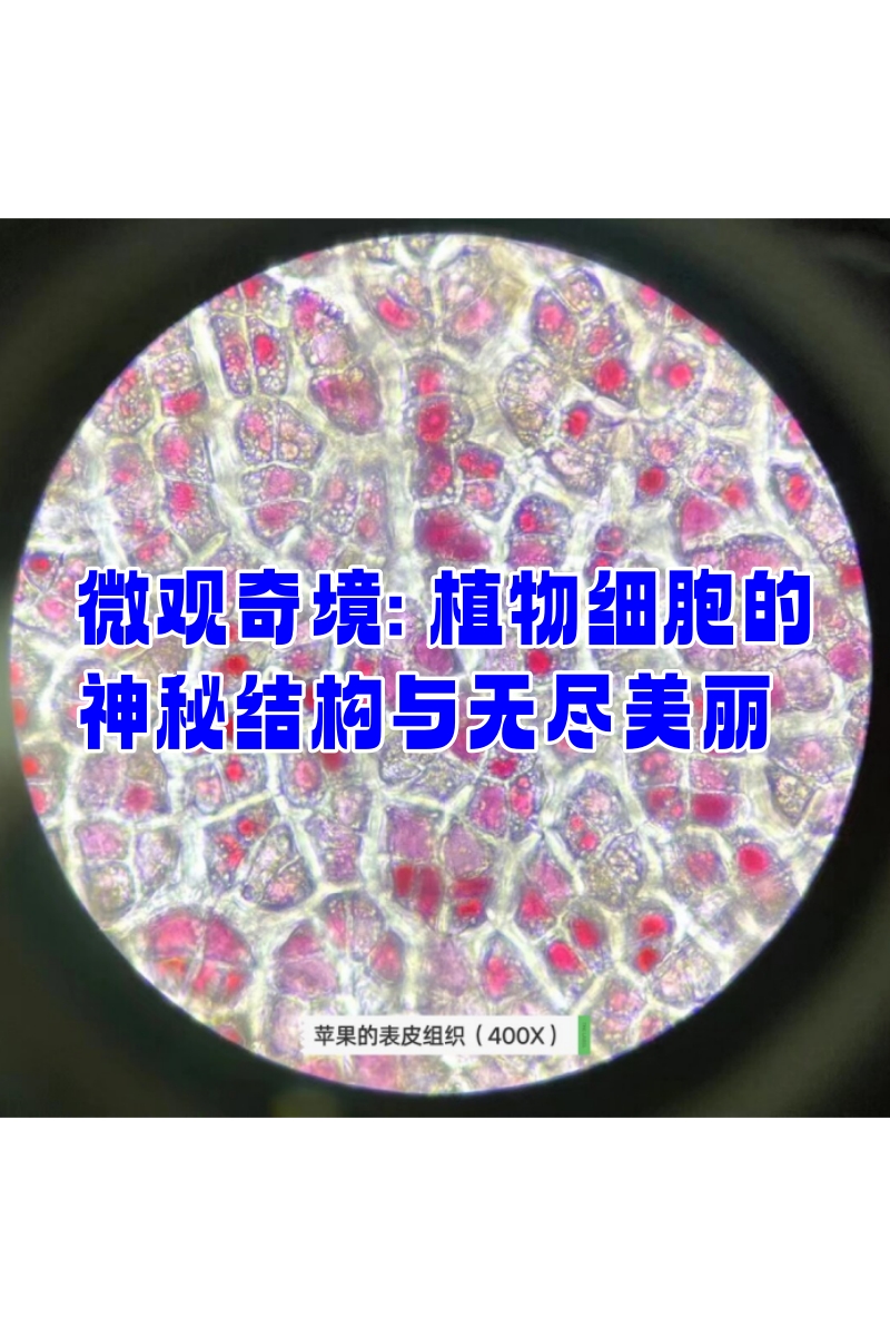 微观奇境: 植物细胞的神秘结构与无尽美丽