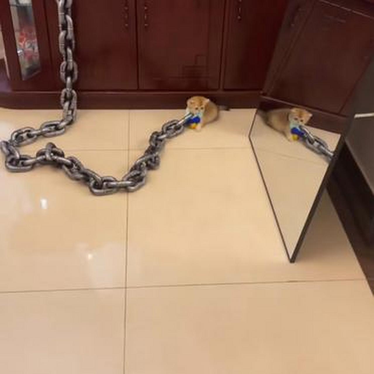 这是只妖猫吗?要用这么粗的铁链锁起来