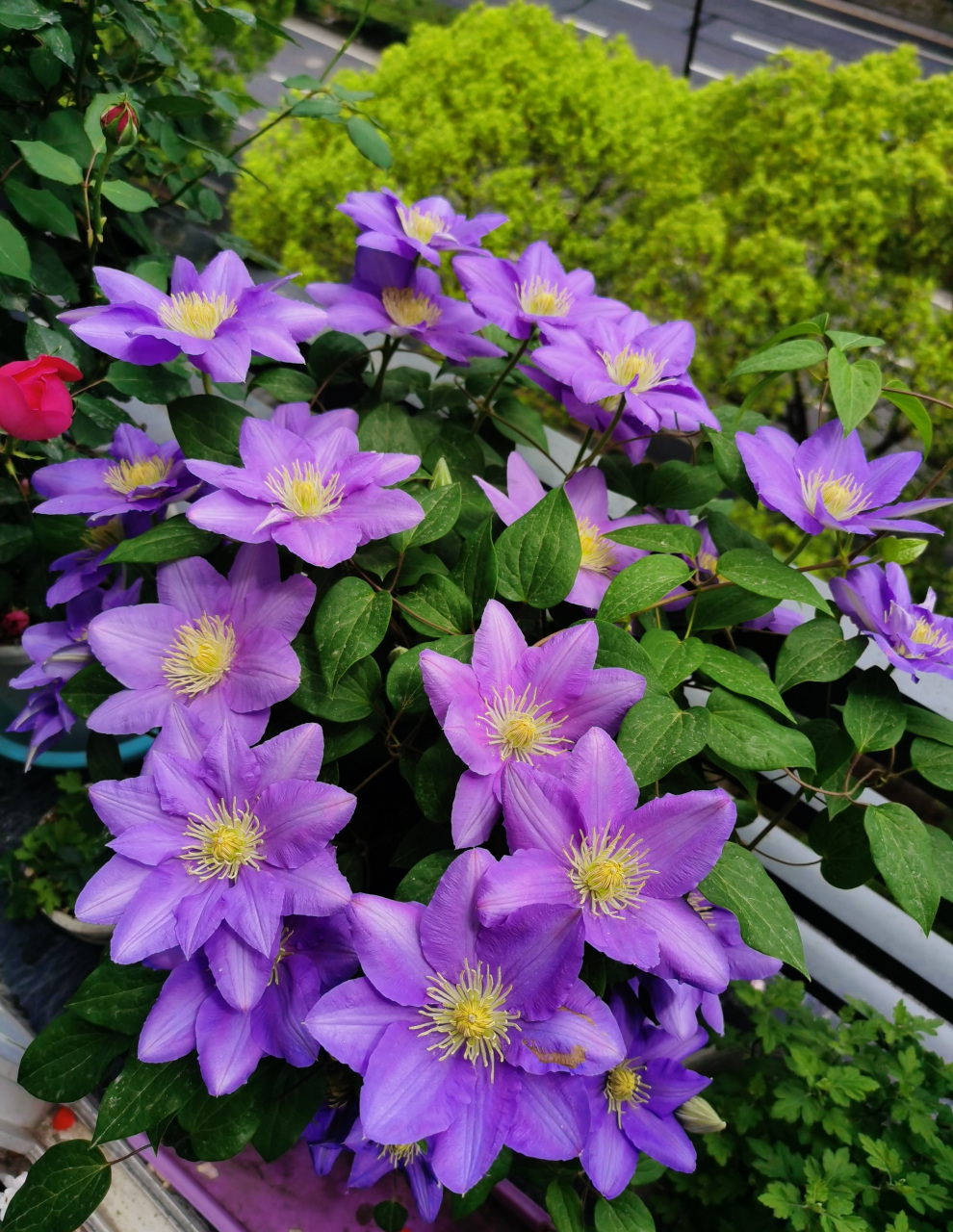 给大家推荐一款适合阳台养的铁线莲——塞尚,大道系矮小品种,株高仅0.