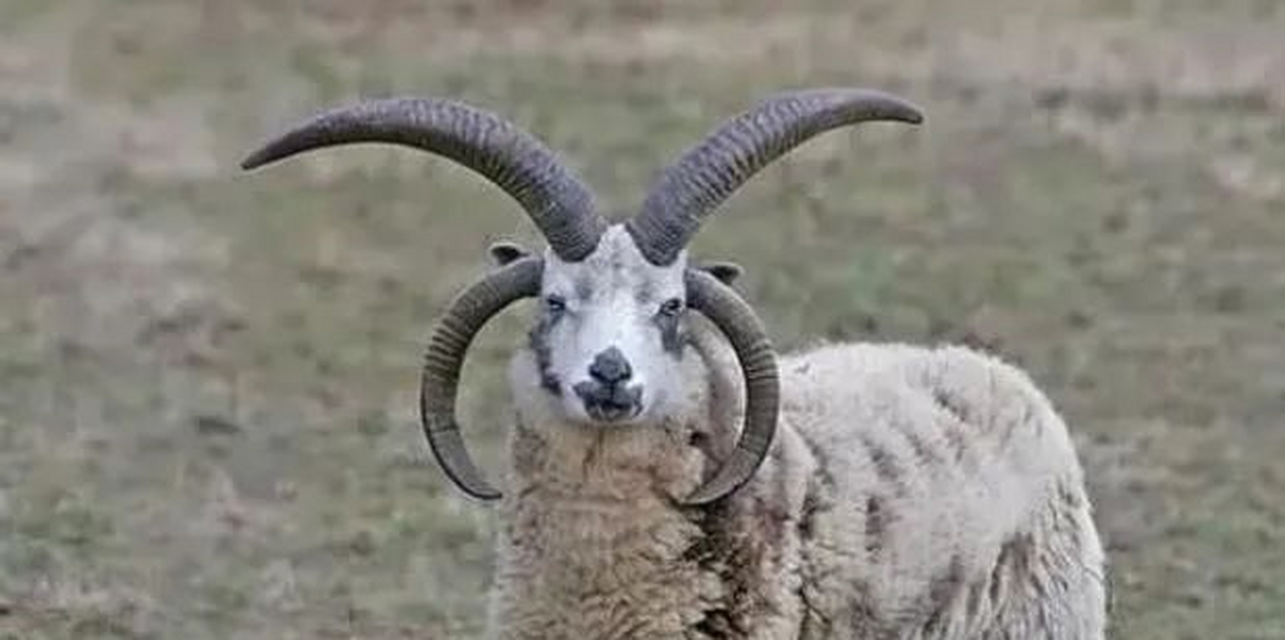 一,雅各伯四角羊的种群 雅各伯四角羊在欧洲是很常见很普通的家畜,是