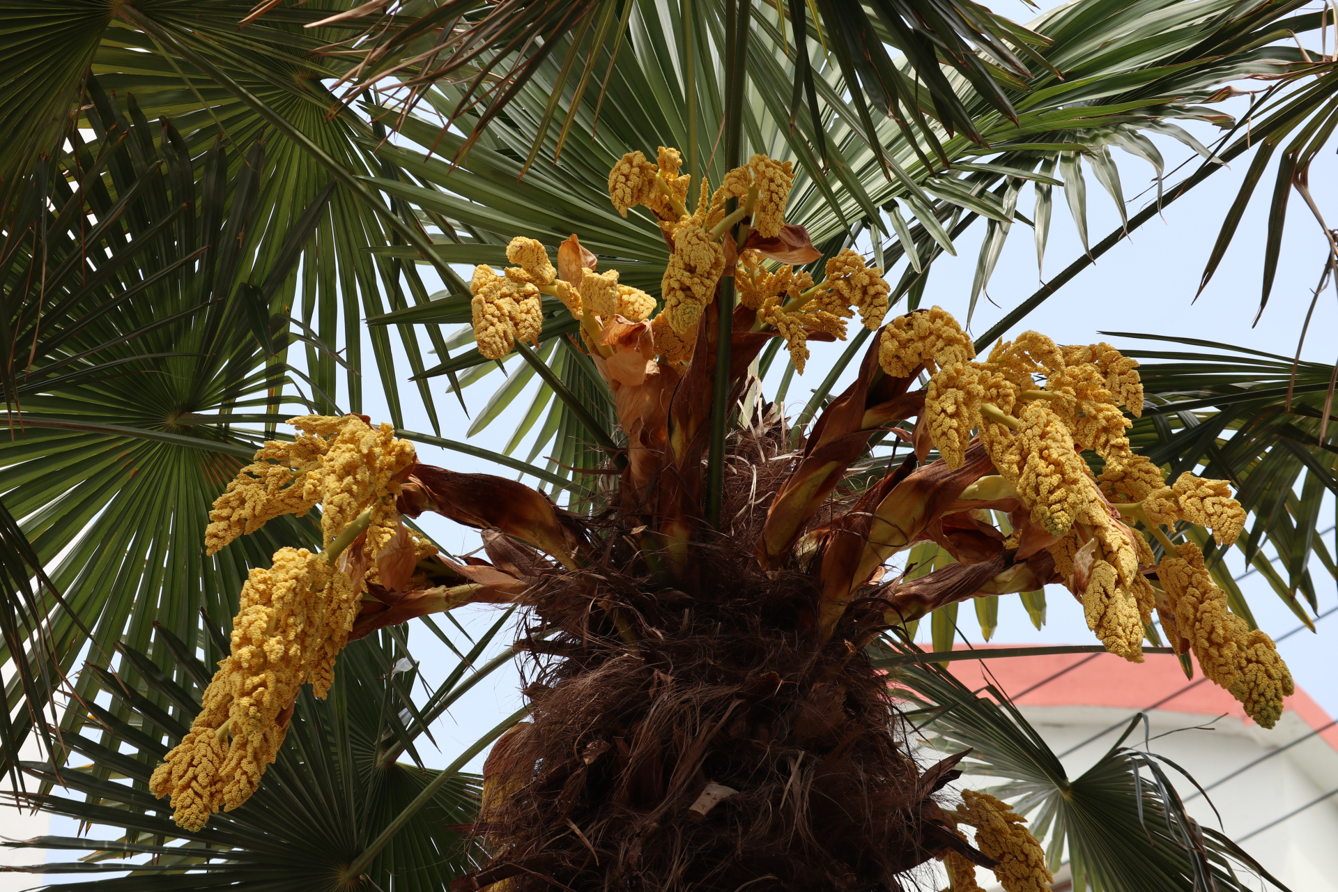 棕树花,别名是棕榈花,棕榈木子,棕笋,是棕榈的花,开在棕树的枝叶和