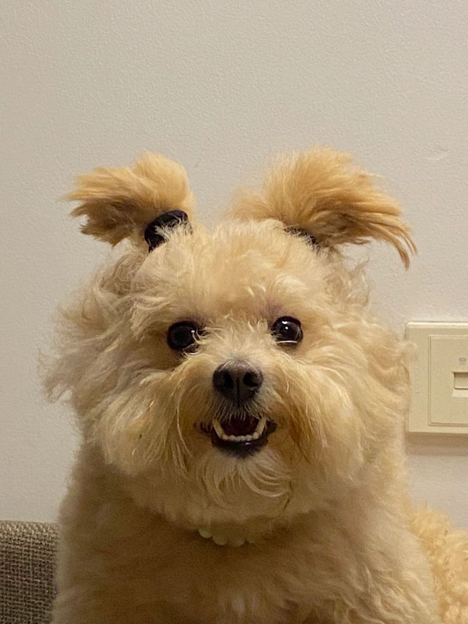 好可爱的两个冲天揪