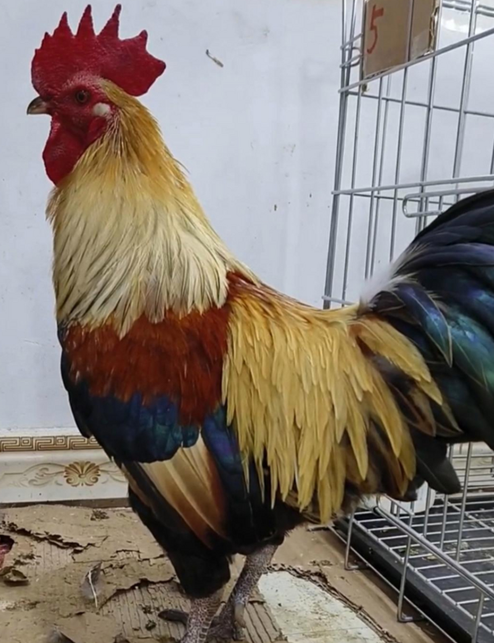 第一次见这么漂亮的大公鸡,羽毛的颜色太美了.