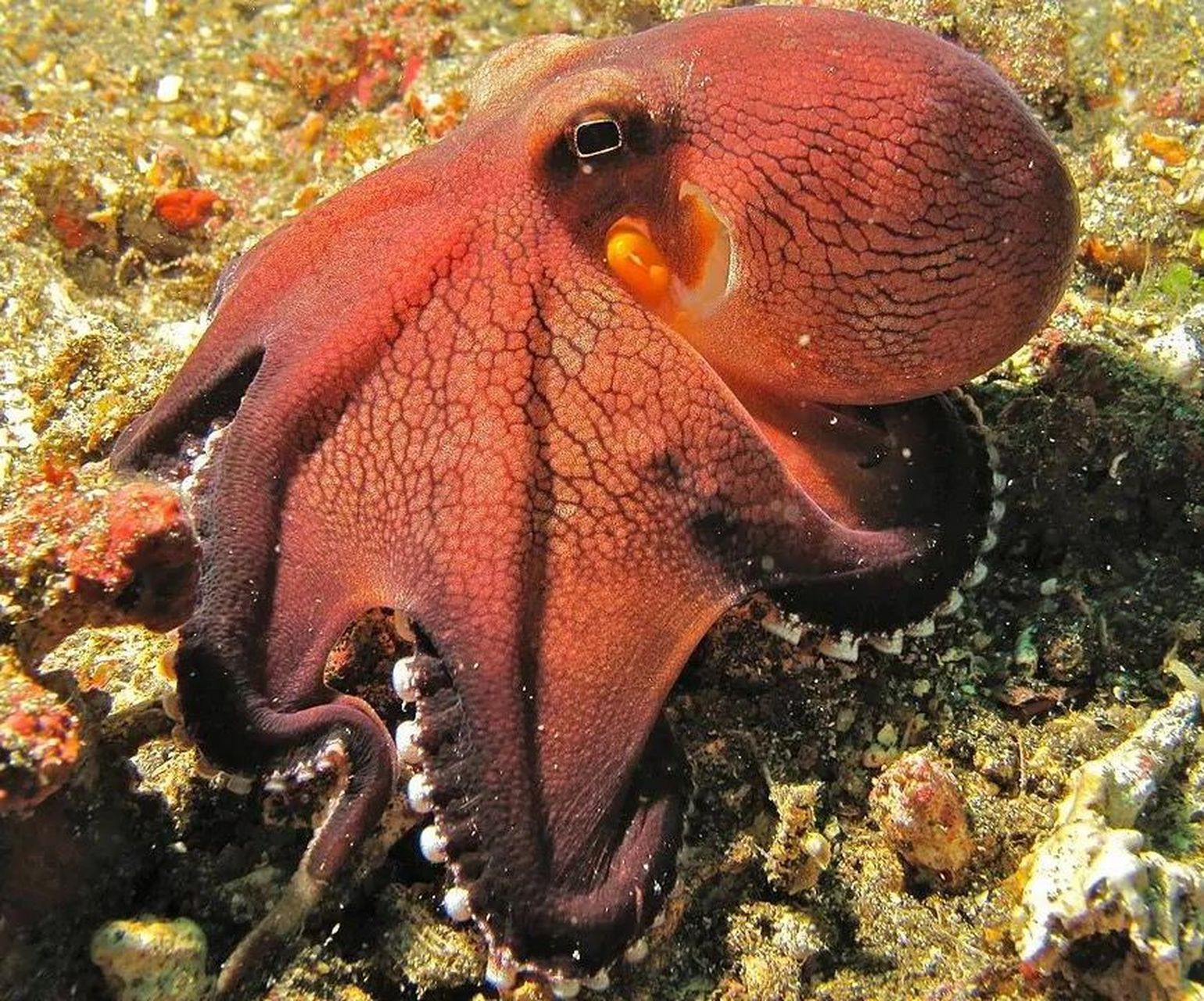 海洋生物-椰子章鱼 条纹蛸  99 椰子章鱼体表具有类似叶脉条纹一样