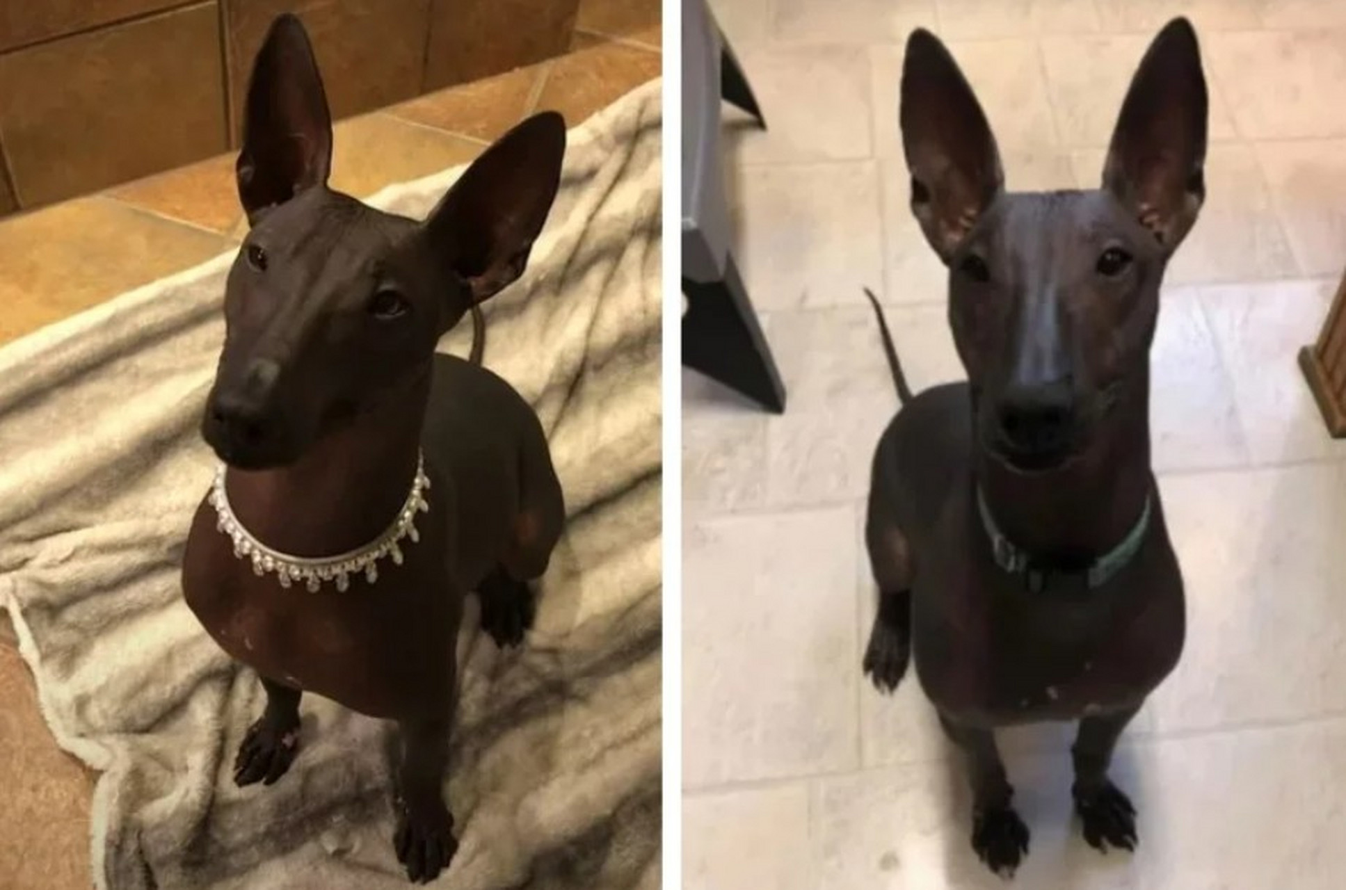 埃及神阿努比斯降世?