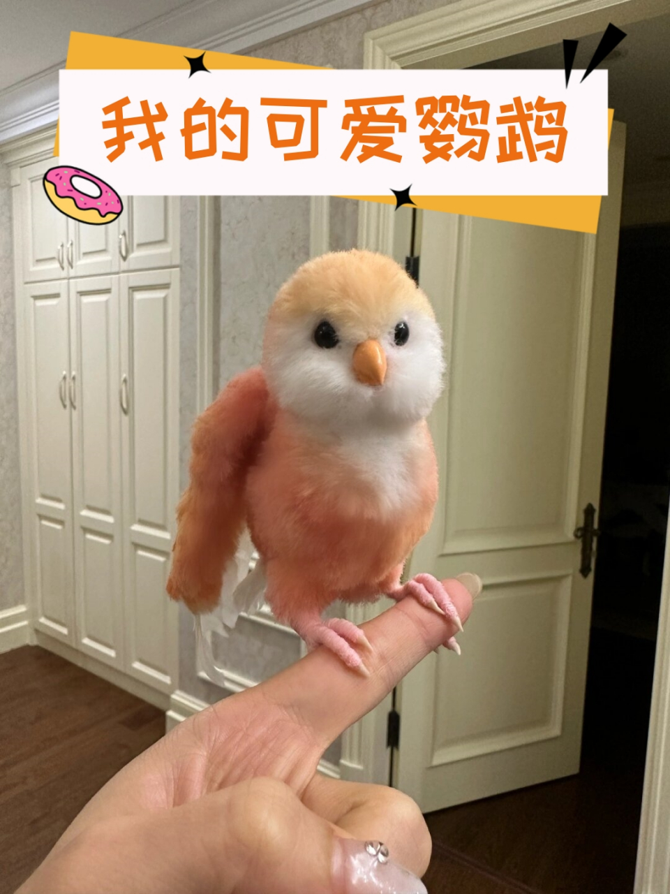 我的可爱鹦鹉  水蜜桃色鹦鹉是伯克氏鹦鹉的一种,它们的羽毛呈现出一