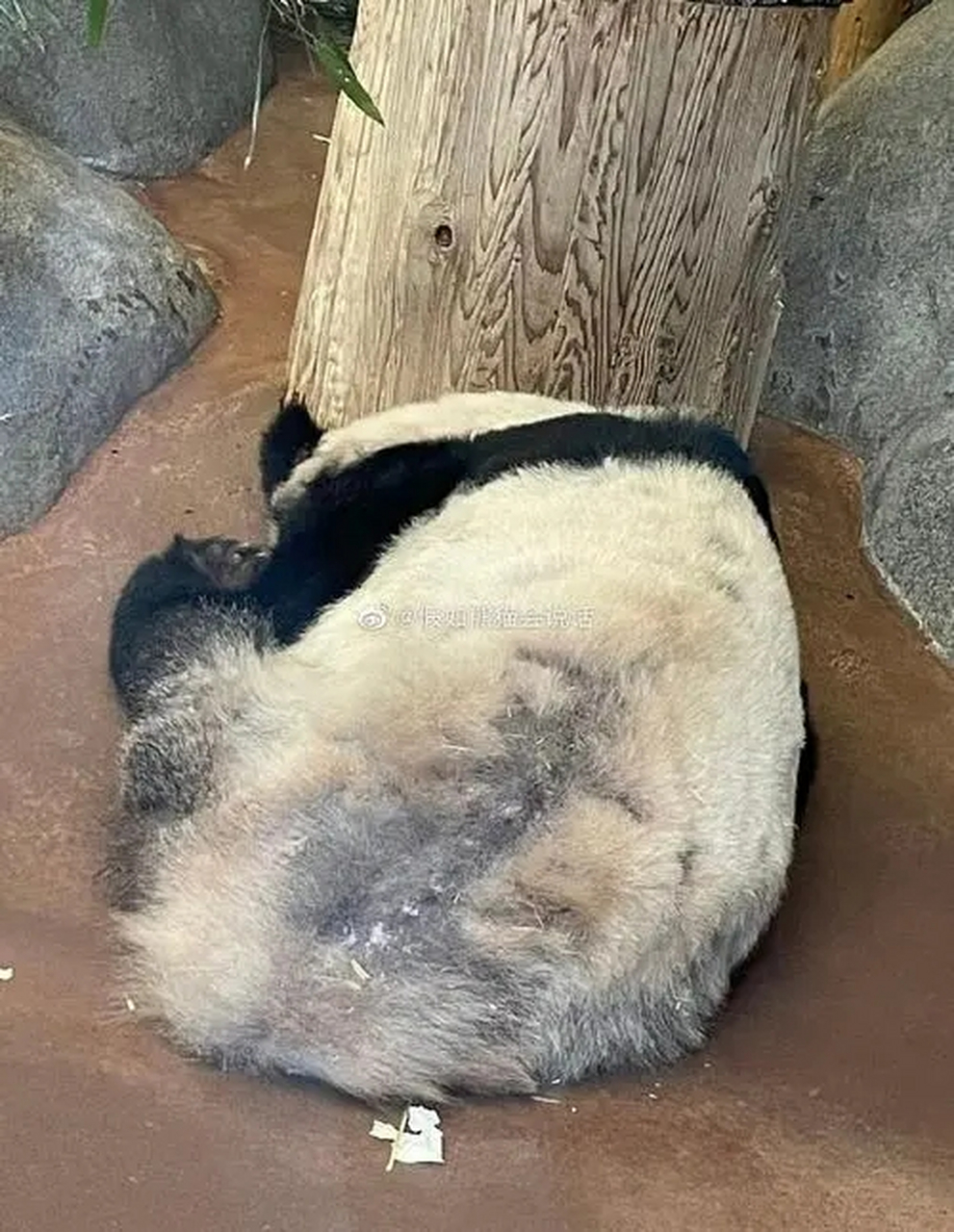 美国熊猫丫丫现状图片