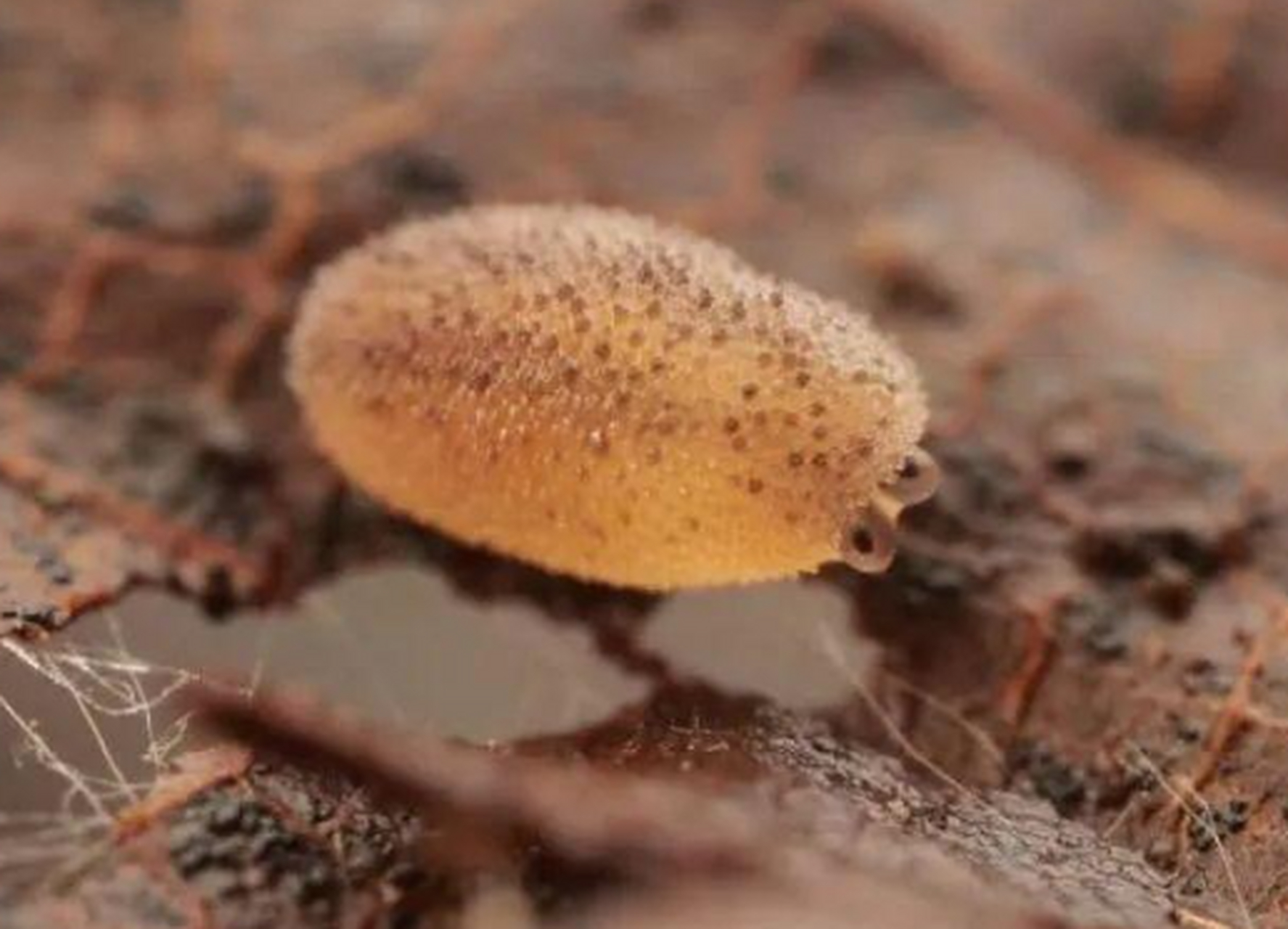 这是小天鹅绒虫吗?