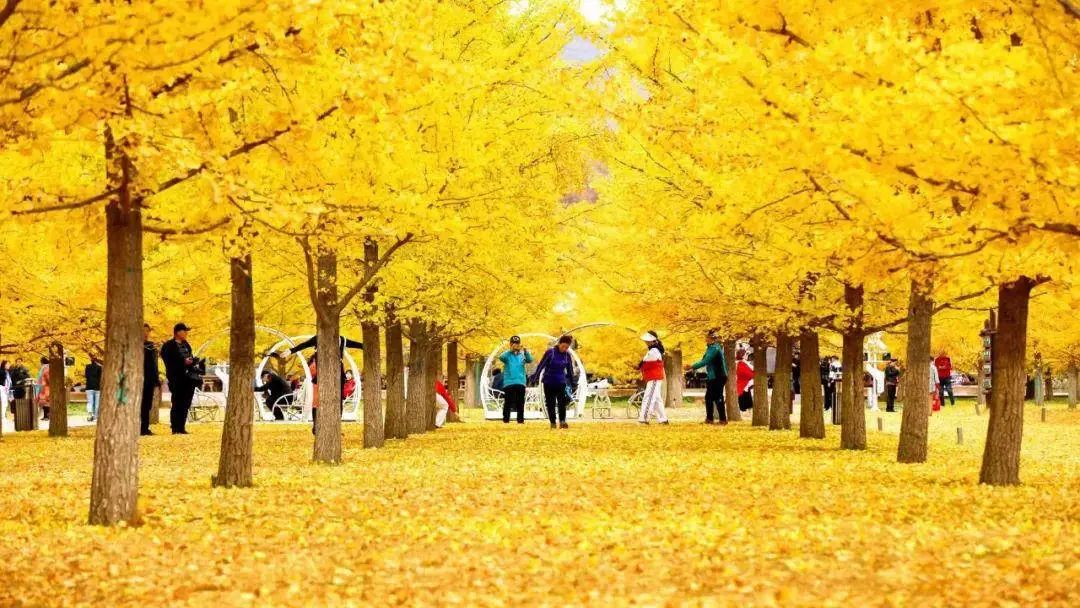 丹东市的银杏叶逐渐进入最佳观赏期.@新抚宣传的动态